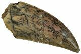 Serrated, Raptor Tooth - Real Dinosaur Tooth #295947-1